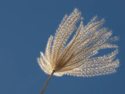 芒属植物,天空,蓝色,开花,天空,蓝,晴朗的天空,自然,脆弱 芒属植物,天空,蓝色,开花,天空,蓝,晴朗的天空,自然,脆弱
