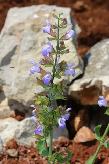 鼠尾草，鼠尾草花，鼠尾草花，草本植物，花，植物，自然，草本植物