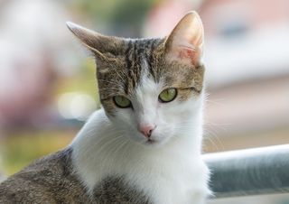 猫，动物，家猫，美泽，野生动物摄影，宠物，自然，鲭鱼