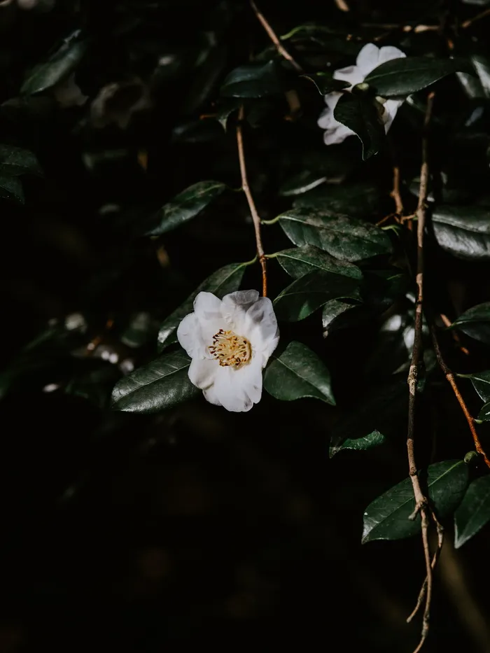 白色山茶花的选择性聚焦摄影