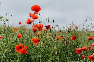 一片红色罂粟地