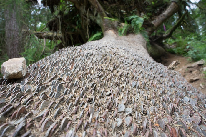 硬币、树、成功、金钱、自然、无人、日子、植物
