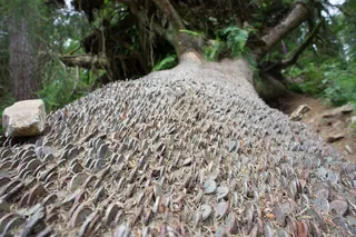 硬币、树、成功、金钱、自然、无人、日子、植物
