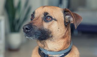 狗，动物，动物，棕色的狗，小狗，自然，快乐，狗鼻子