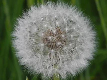 蒲公英,白色,轻微,夏天,嫩,脆弱,脆弱,花 蒲公英,白色,轻微,夏天,嫩,脆弱,脆弱,花