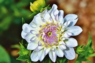 大丽花，大丽花芽，花，插花，花束，芽，大丽花花园，花园植物