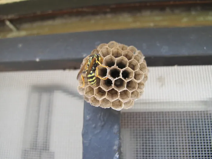 黄蜂、蜂巢、蜂蜜、自然、宏、窗、蜜蜂、昆虫