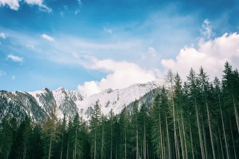雪山背景的绿叶树 雪山背景的绿叶树