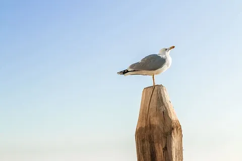 海鸥站在木头上,背景是湛蓝的天空 海鸥站在木头上,背景是湛蓝的天空