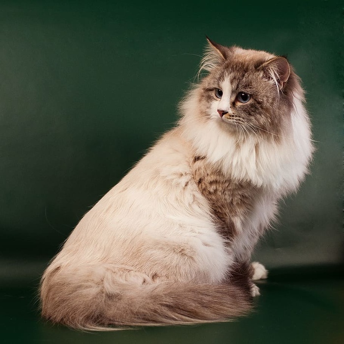 neva化装猫，猫，nevsky，美丽，家猫，美丽的猫，宠物，小猫