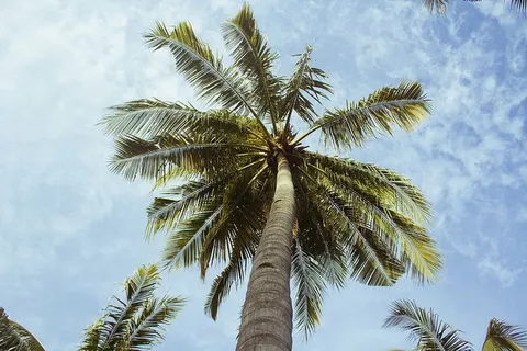 自然,棕榈树,棕榈树,天空,皇室图像,热带气候,棕榈树,树木 自然,棕榈树,棕榈树,天空,皇室图像,热带气候,棕榈树,树木