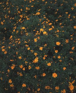 哥伦比亚、麦德林、森林、时髦、时髦花卉、年份、花卉、小花