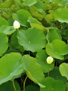 莲花,荷叶,芽,水生植物,池塘,叶子,植物部分,植物 莲花,荷叶,芽,水生植物,池塘,叶子,植物部分,植物
