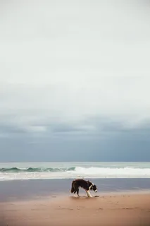 海滩上的小狗照片 海滩上的小狗照片