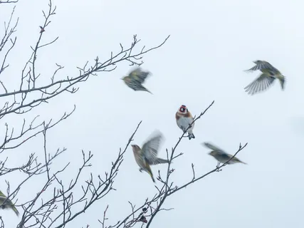 瑞典, 树, 阿甘, 冷, 鸟, 鸟, 树枝, 宇