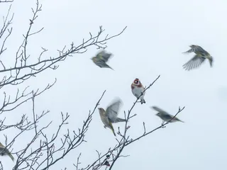 瑞典, 树, 阿甘, 冷, 鸟, 鸟, 树枝, 宇