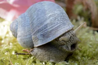 蜗牛，动物，贝壳，软体动物，疲倦，饥饿，苔藓，动物主题