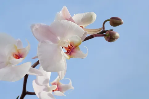粉色和白色兰花 粉色和白色兰花