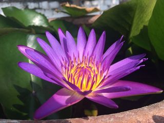 花，开花，紫色，新鲜，花瓣，脆弱，新鲜，花头