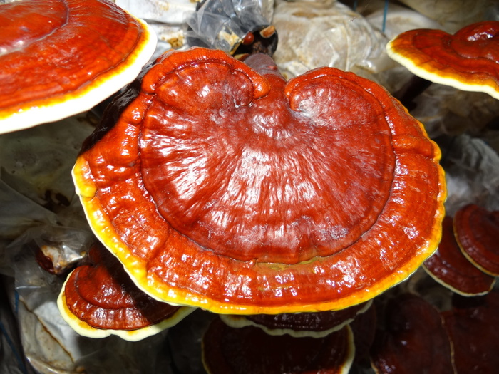 灵芝, 药用蘑菇, 灵芝, 药用蘑菇, 灵芝蘑菇, 食品, 饮食, 横截面, 没有人