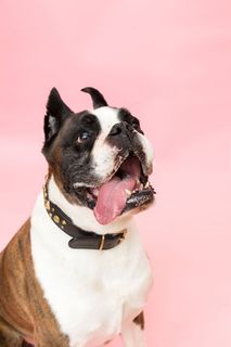 拳击犬照片 拳击犬照片