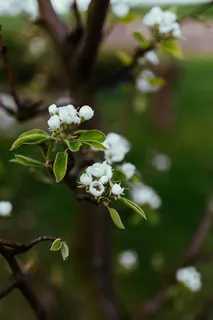 树上的小花 树上的小花