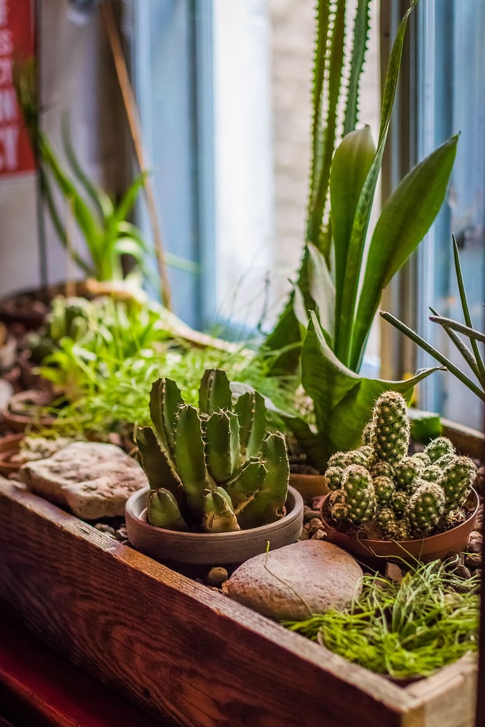 绿色仙人掌植物的选择性聚焦照片
