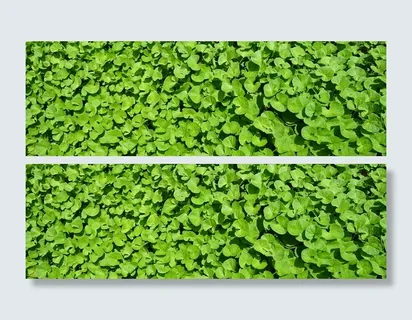 绿水莴苣, 厂, 草本植物, 药用, 印度便士, 硬币, 印度水 navelwort, pennyweed 绿水莴苣, 厂, 草本植物, 药用, 印度便士, 硬币, 印度水 navelwort, pennyweed