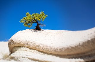 选择性、聚焦摄影、绿色、树木、白天、和谐、沉默、孤独