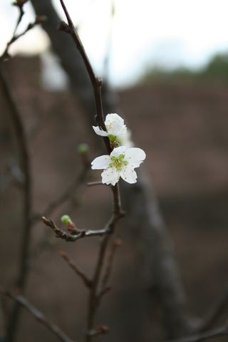 自然, 白花, 棕树, 春天, 宏观, 树枝, 植物, 脆