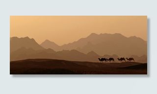 日落期间的骆驼，黎明，沙漠，日落，全景，山脉，景观，动物