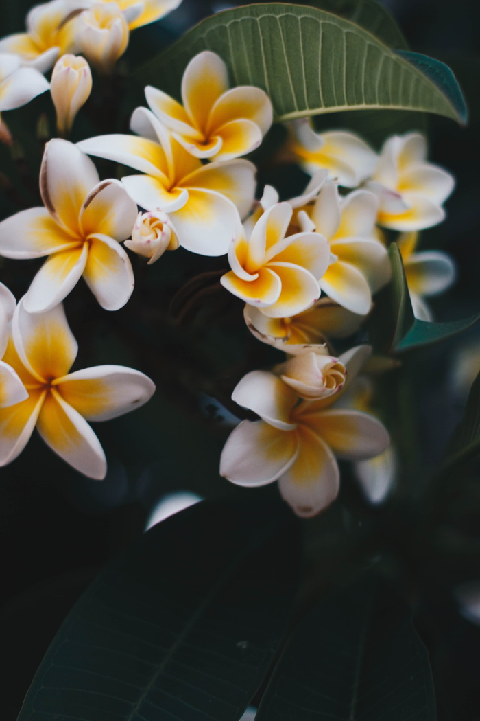 黄花和白花的照片