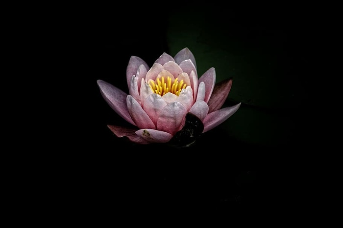 美丽，黑色，开花，开花，开花，特写，颜色，精致
