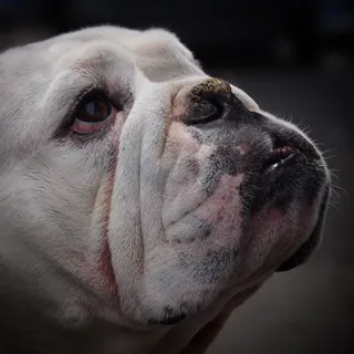 肖像照片,旧,英语,斗牛犬,狗,哈巴狗,宠物,搞笑 肖像照片,旧,英语,斗牛犬,狗,哈巴狗,宠物,搞笑