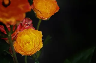 玫瑰、橙、红、黑、白、宏、花、花