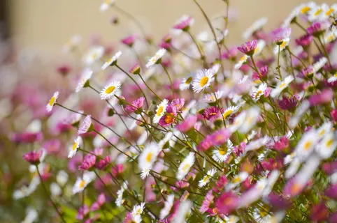 雏菊草地 雏菊草地
