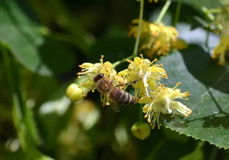 蜜蜂,卡尼卡,菩提树,蜂蜜服装,菩提花,蜜蜂植物,蜜蜂,昆虫 蜜蜂,卡尼卡,菩提树,蜂蜜服装,菩提花,蜜蜂植物,蜜蜂,昆虫