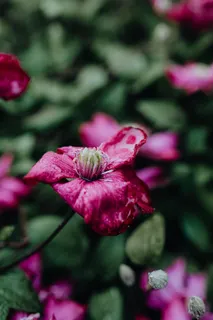 花园里盛开的铁线莲 花园里盛开的铁线莲