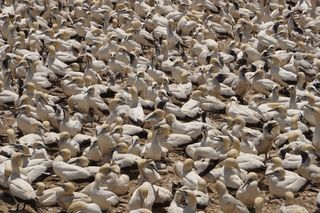 黑白相间的鸟群