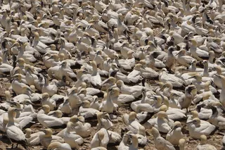 黑白相间的鸟群