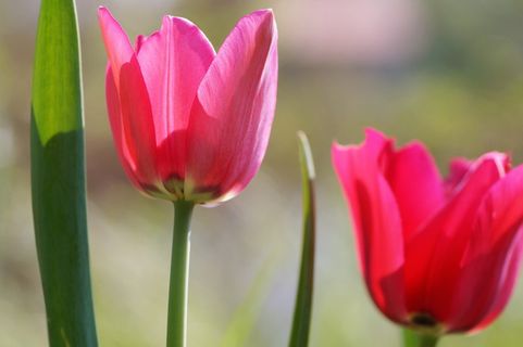 郁金香,粉色,春天,花园,球茎花卉,花卉,春季,开花 郁金香,粉色,春天,花园,球茎花卉,花卉,春季,开花