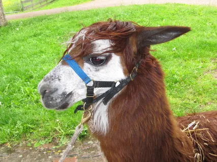 骆驼, 类似骆驼, 安第斯山脉, 旧金山, 家养动物, 哺乳动物, 国内, 动物主题