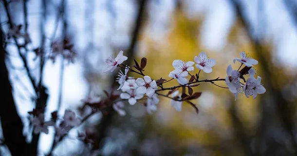 花,花,自然,花瓣,模糊,植物,开花植物,树 花,花,自然,花瓣,模糊,植物,开花植物,树