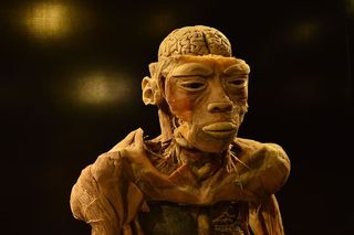 人体、样本、科技城、解剖学、大脑、雕塑、艺术和工艺、雕像