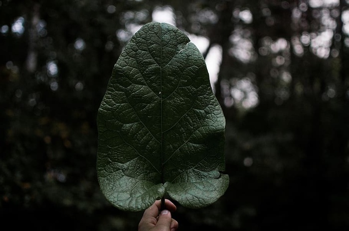 黑色，绿色，叶子，植物，手，自然，博克，树