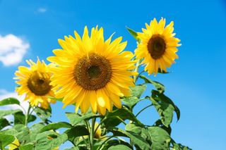 黄色向日葵，向日葵，旧金山，节日，九月，高山，风景，旅游