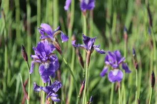 用户音乐摄影，北京，北京之旅，香山公园，蓝花，兰花，植物，春天