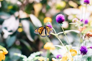 美国，华盛顿，史密森国家自然历史博物馆，动物，蝴蝶，森林，自然历史，荒野