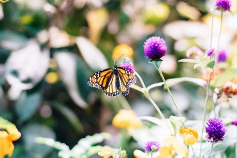 美国,华盛顿,史密森国家自然历史博物馆,动物,蝴蝶,森林,自然历史,荒野 美国,华盛顿,史密森国家自然历史博物馆,动物,蝴蝶,森林,自然历史,荒野