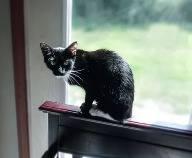 坐在窗户边的黑猫GEDSC数码相机 坐在窗户边的黑猫GEDSC数码相机